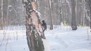 鸟是啄木鸟，坐在树上，喙敲木头。 冬季森林。